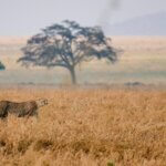 How Early Should I Book Tanzania Safari