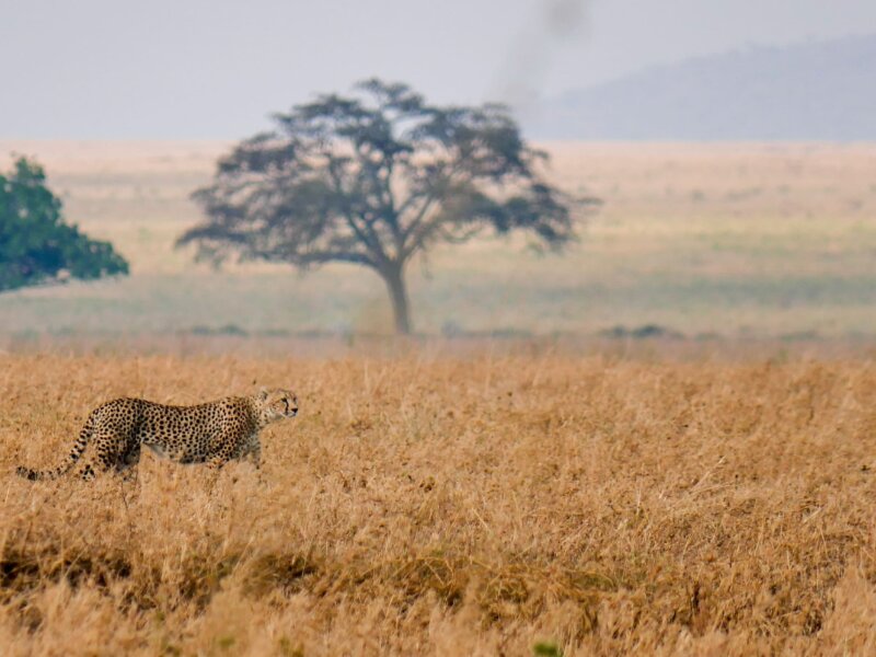 How Early Should I Book Tanzania Safari