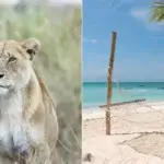 Can I Combine Zanzibar and Tanzania Safari