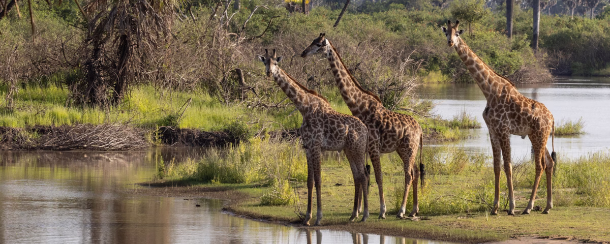 What Is Tanzania Wildlife Safari