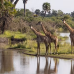 What Is Tanzania Wildlife Safari
