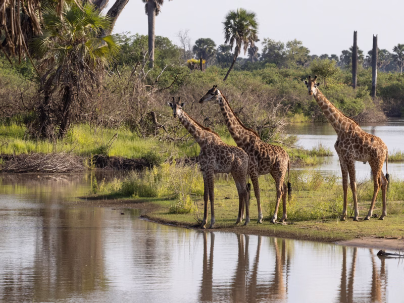 What Is Tanzania Wildlife Safari