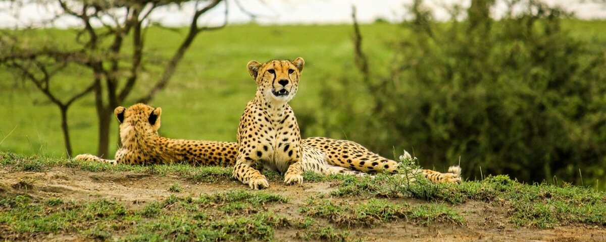 How Much Are Serengeti Park Fees