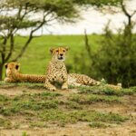 How Much Are Serengeti Park Fees