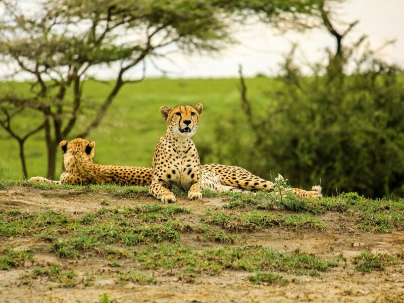 How Much Are Serengeti Park Fees