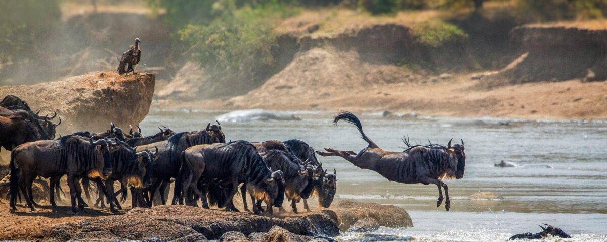 What Is the Best Tanzania Safari for Photographers