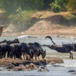 What Is the Best Tanzania Safari for Photographers