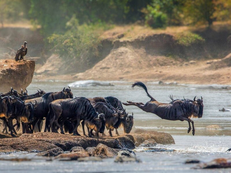 What Is the Best Tanzania Safari for Photographers