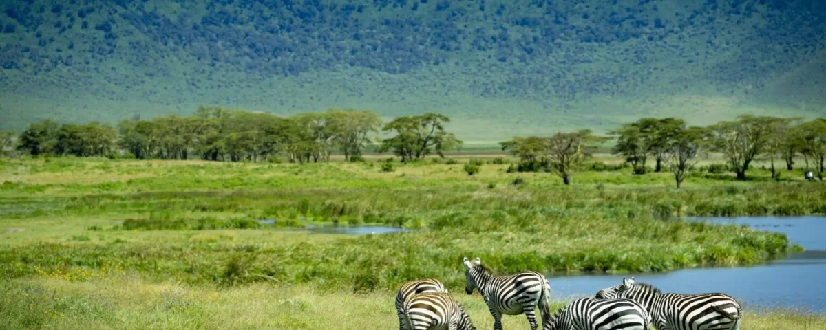 Are Tanzania Safaris Open All Year Round
