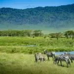 Are Tanzania Safaris Open All Year Round