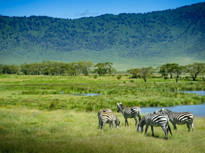 Are Tanzania Safaris Open All Year Round