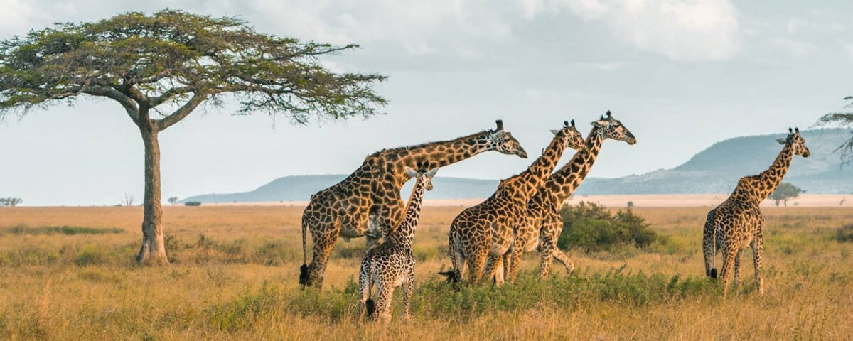 What Is Southern Tanzania Safari
