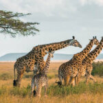 What Is Southern Tanzania Safari