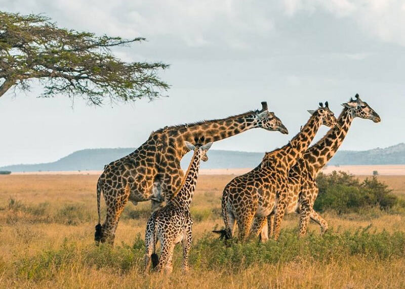 What Is Southern Tanzania Safari