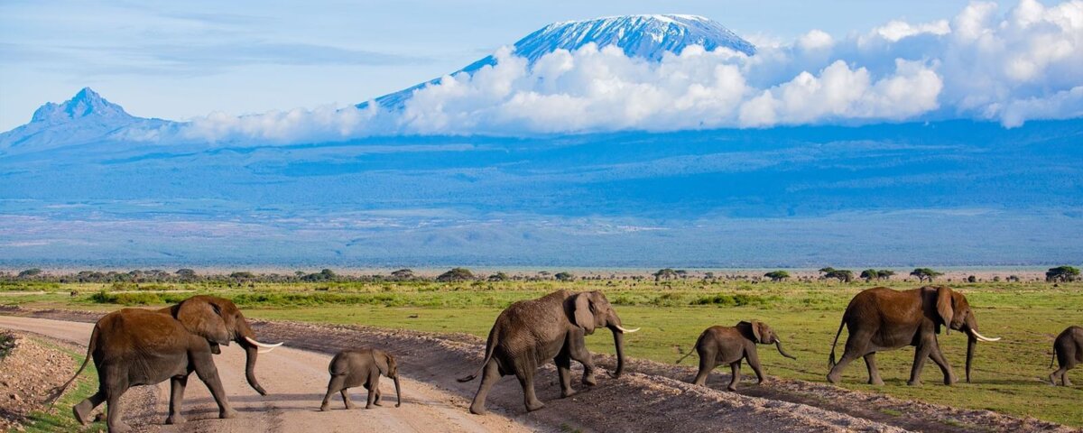 Which Tanzania Safari Parks Have Big Five