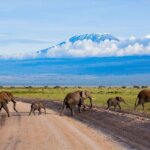 Which Tanzania Safari Parks Have Big Five
