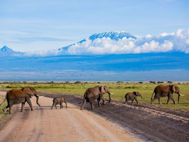 Which Tanzania Safari Parks Have Big Five