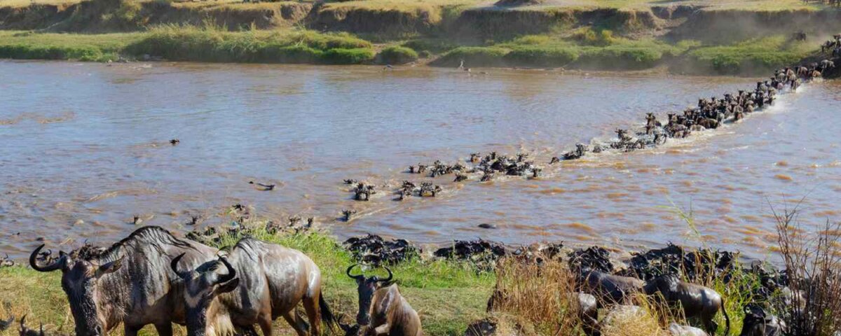 What is the Great Migration in Tanzania