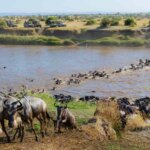 What is the Great Migration in Tanzania