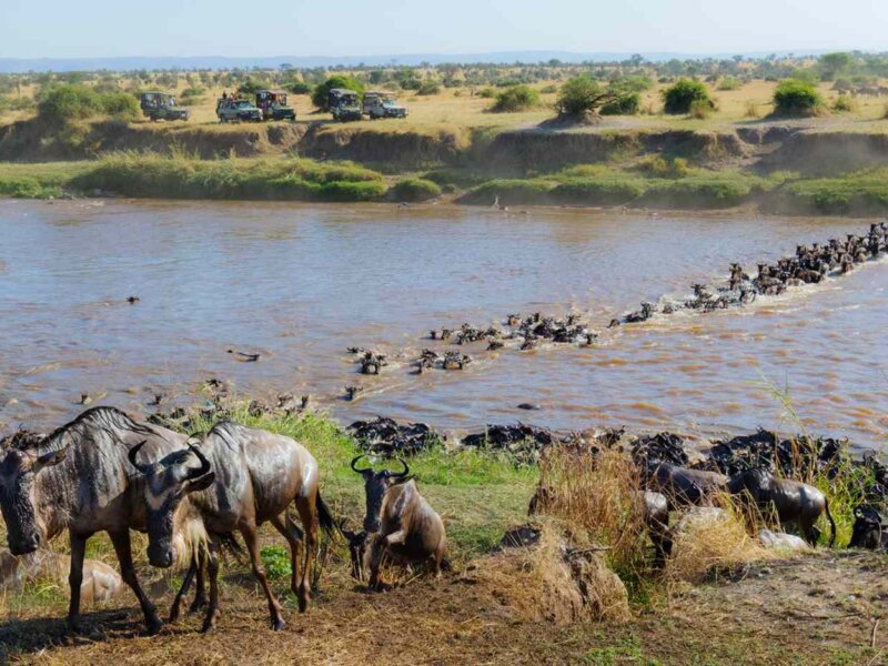 What is the Great Migration in Tanzania