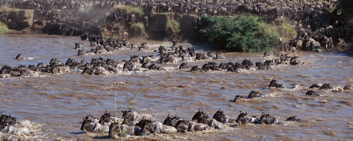 How Many Wildebeest Migrate in Tanzania