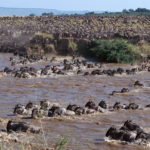 How Many Wildebeest Migrate in Tanzania