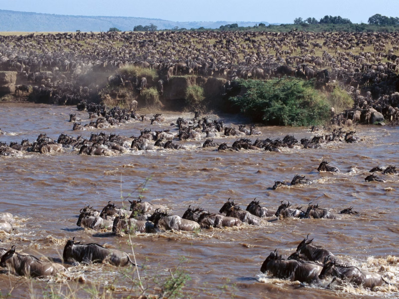 How Many Wildebeest Migrate in Tanzania