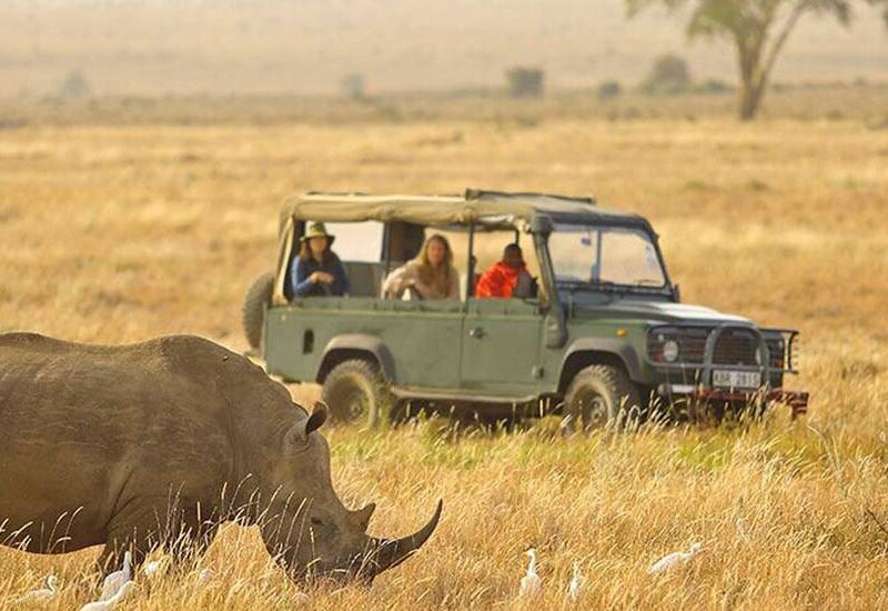 What Is the Best Budget Safari Company in Tanzania