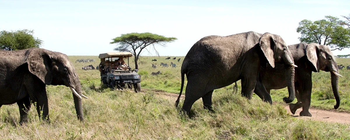 What Is Included in Budget Safari Tanzania