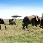 What Is Included in Budget Safari Tanzania