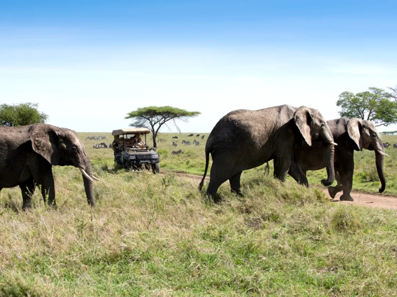 What Is Included in Budget Safari Tanzania