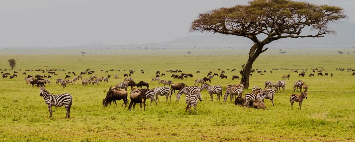 What Is Ultra Luxury Tanzania Safari