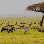What Is Ultra Luxury Tanzania Safari
