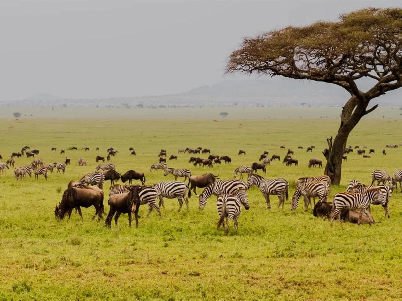 What Is Ultra Luxury Tanzania Safari