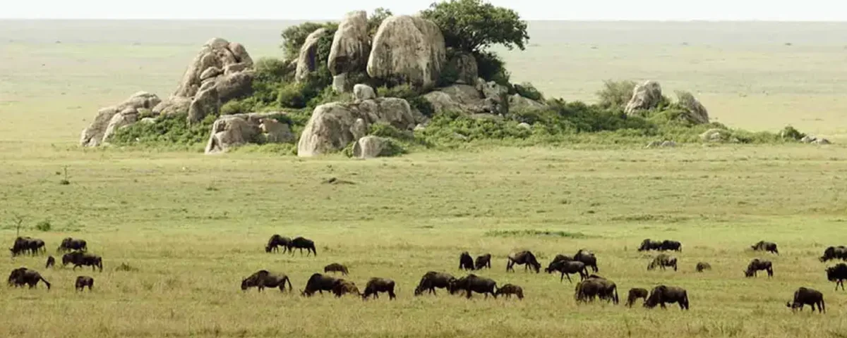 What Is the Best Serengeti Safari Package