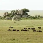 What Is the Best Serengeti Safari Package