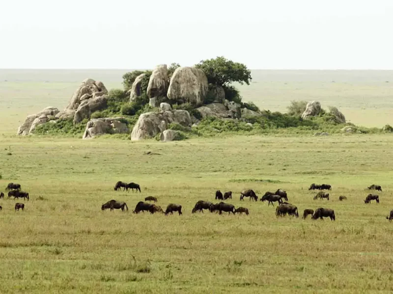 What Is the Best Serengeti Safari Package