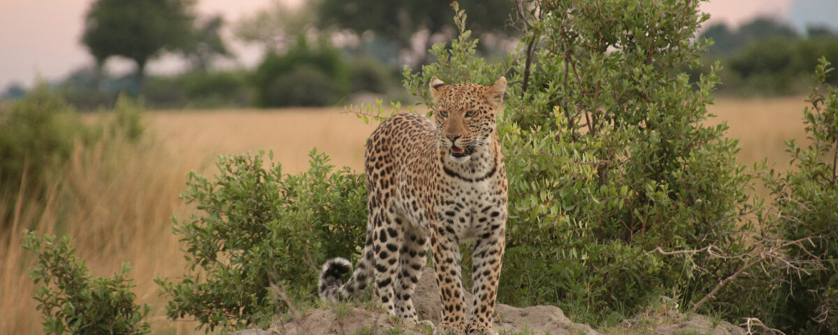 Is Zanzibar Good After Safari