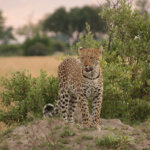 Is Zanzibar Good After Safari