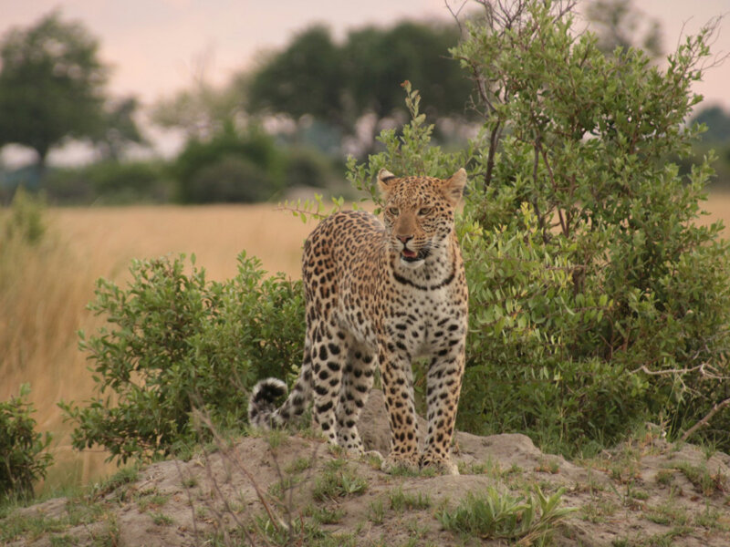 Is Zanzibar Good After Safari