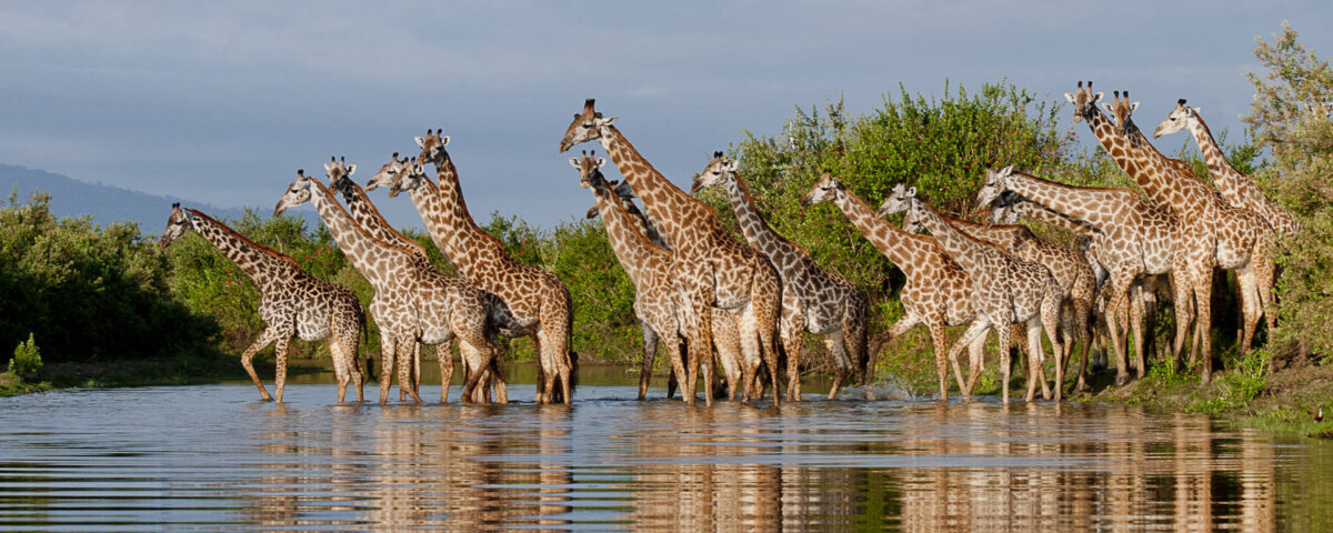 Which Safari Parks Are Closest to Zanzibar