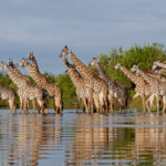 Which Safari Parks Are Closest to Zanzibar