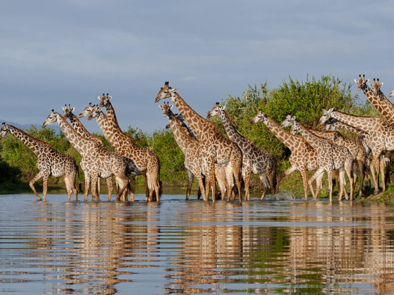 Which Safari Parks Are Closest to Zanzibar