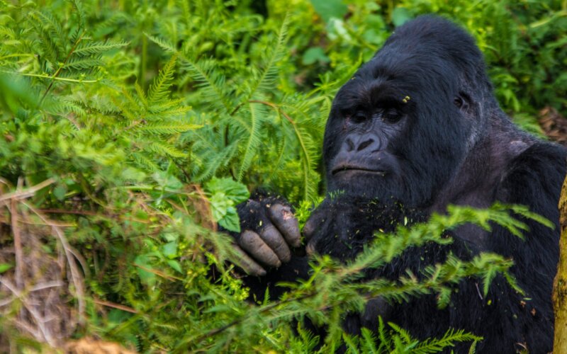 4 Days Uganda Safari Tour 4 Days Uganda Safari Tour