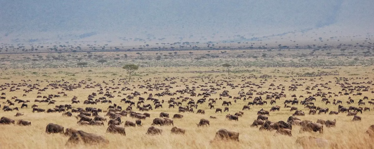 Which Month Is Best for Great Migration Safari