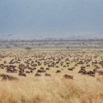 Which Month Is Best for Great Migration Safari