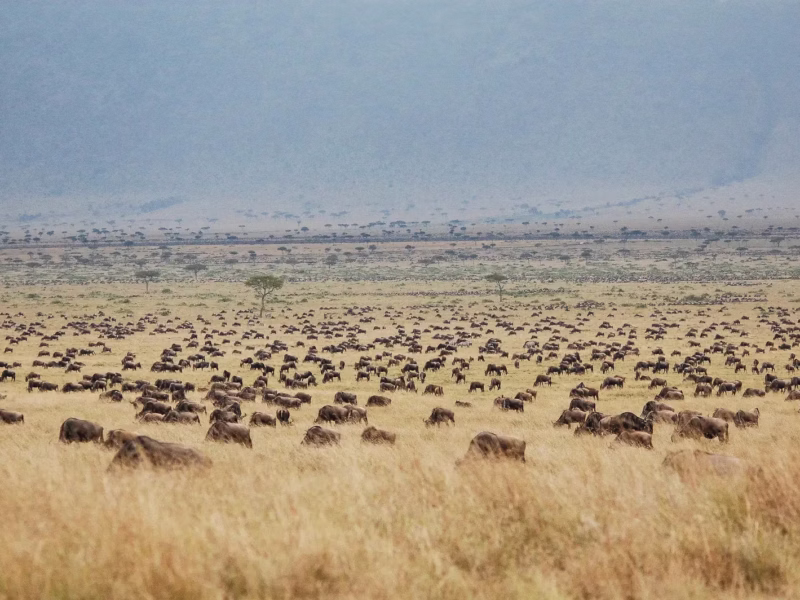 Which Month Is Best for Great Migration Safari