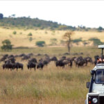 What Is Luxury Migration Safari Tanzania