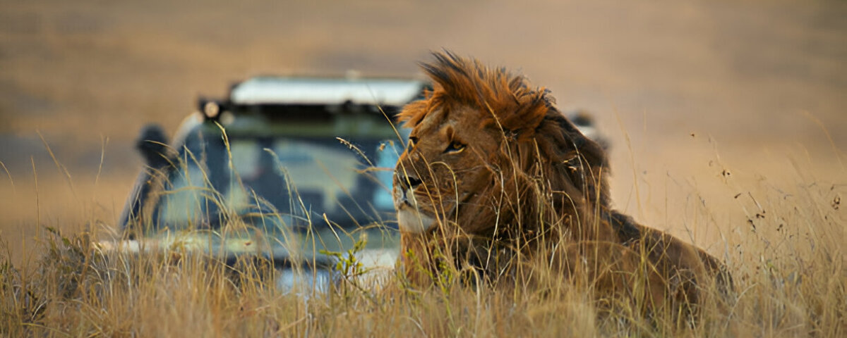 What Are the Best Short Safaris in Kenya