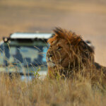 What Are the Best Short Safaris in Kenya